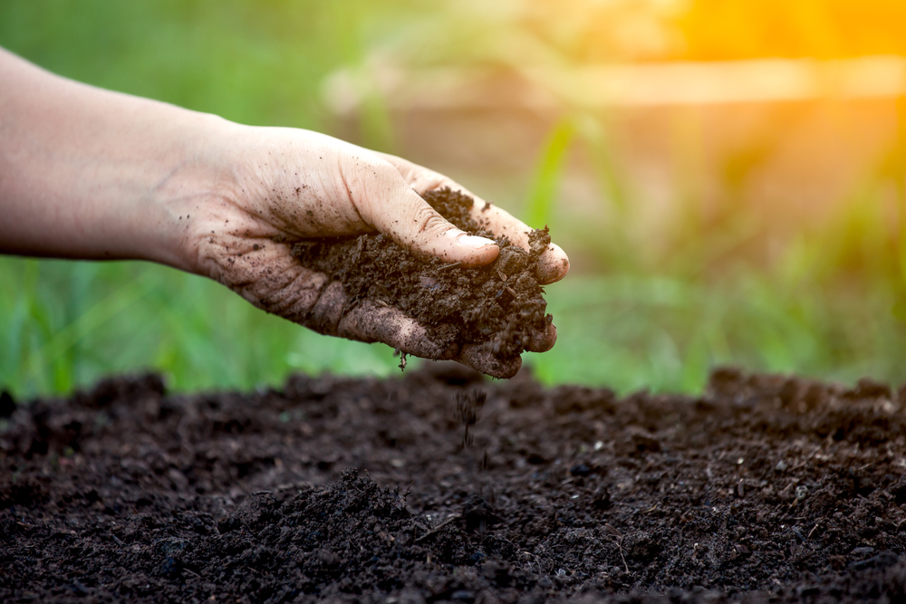 Improve Soil Health: Top Tips for Thriving Gardens