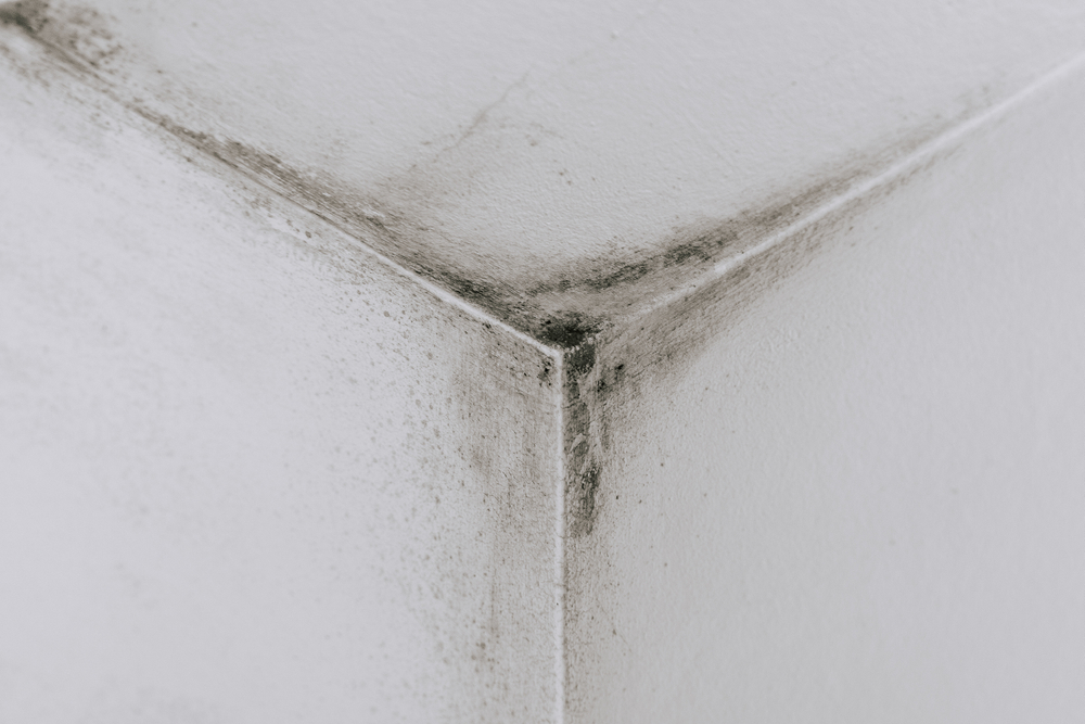 Mould on a wall_environmental consultants