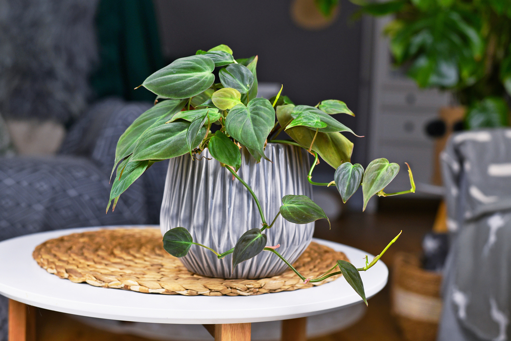tropical philodendron houseplant
