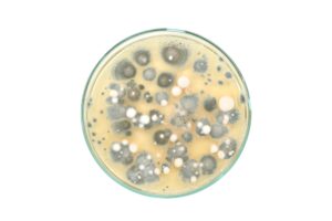 mould colonies